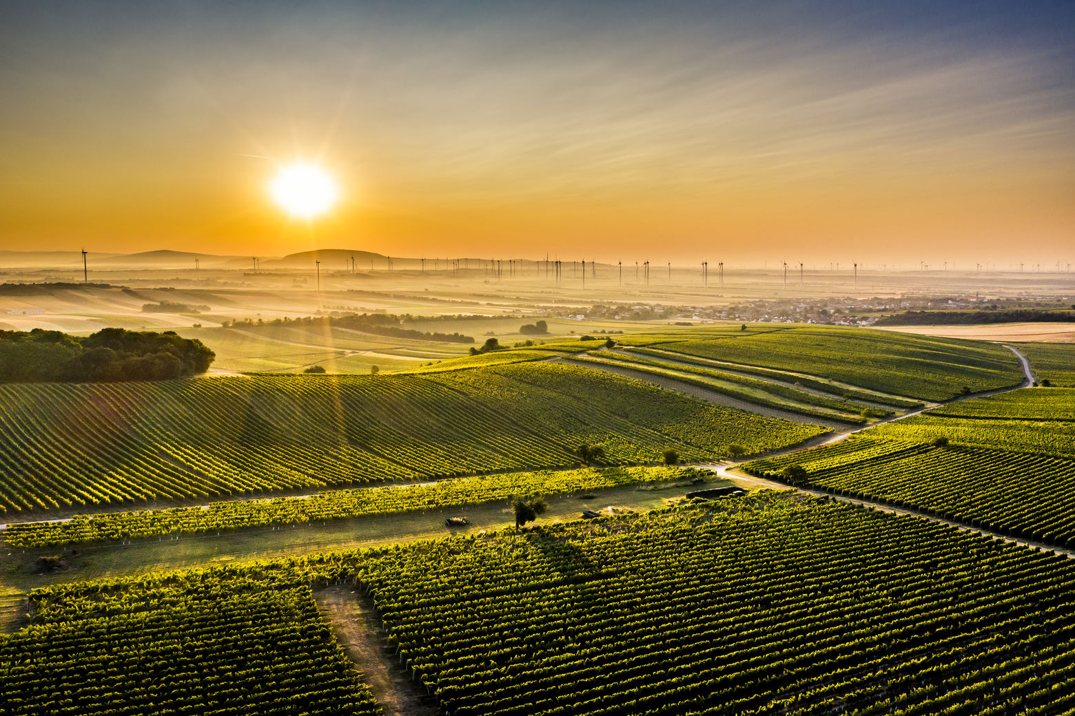 Jordan Winzerportrait Glatzer Carnuntum Ried Weingueter c Robert Herbst